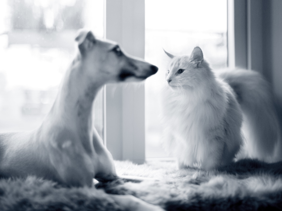 Hond en kat zitten samen voor het raam