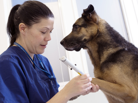 Dierenarts bereidt de hond voor op een operatie