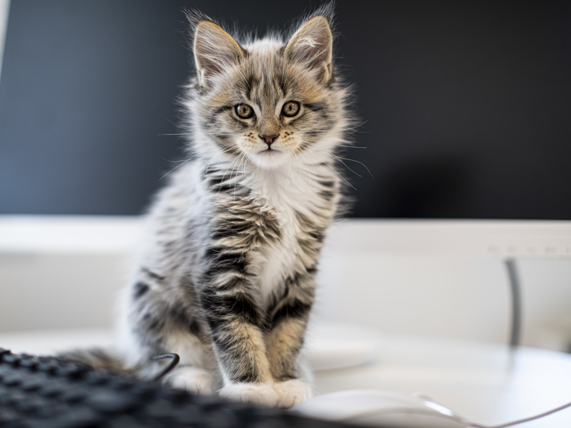 Kat staat op een bureau