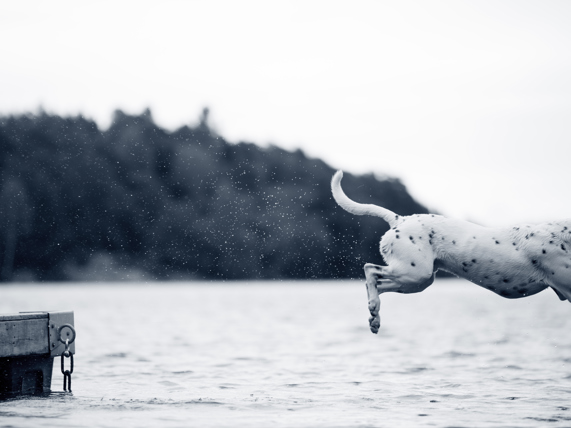 Hond springt in het water