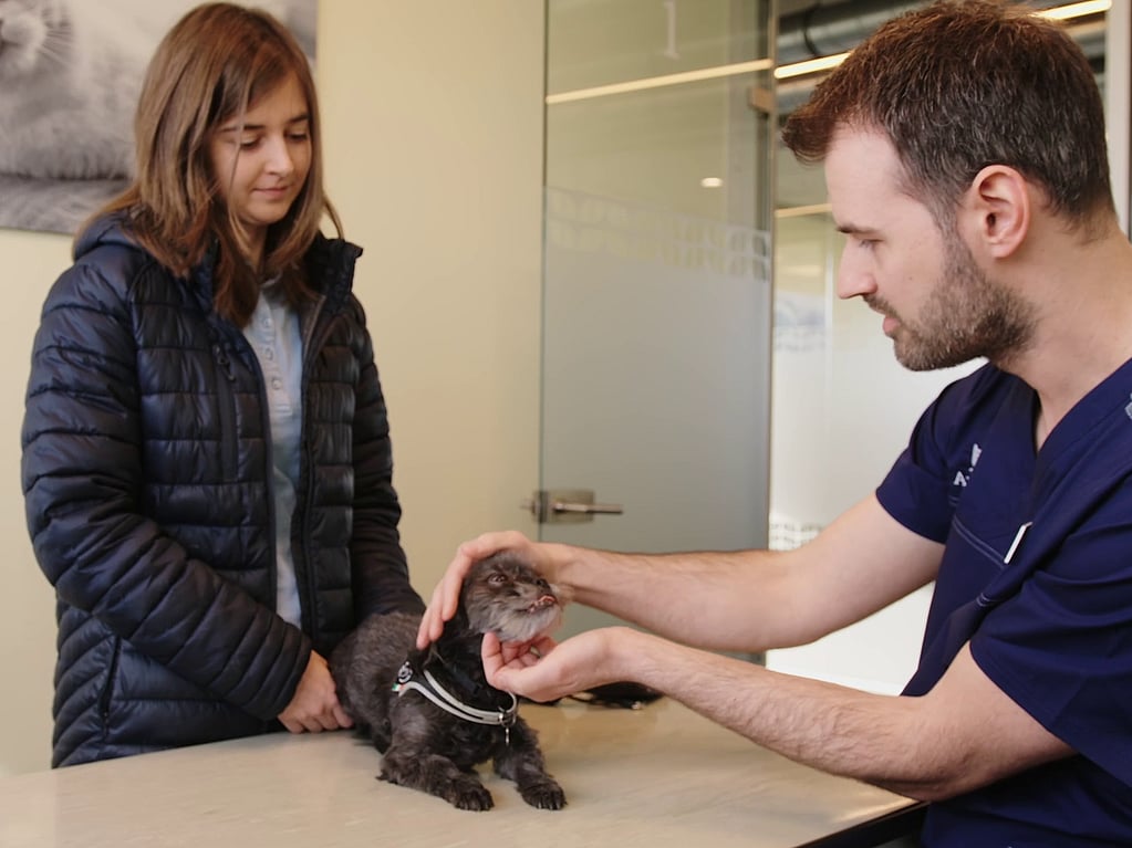 Een persoon en persoon die een kat aait.