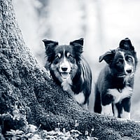 Twee honden die zich naast een boom bevinden.