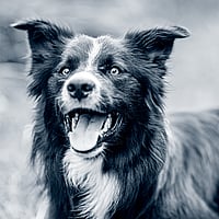 Een hond met zijn mond open.