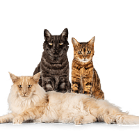 Een groep katten die bij elkaar zitten.