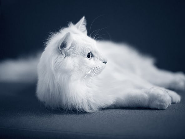 Een witte kat die op de vloer ligt.