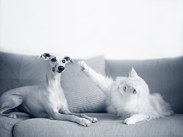 Hond en kat zitten samen op de zetel, kat wil met hond spelen