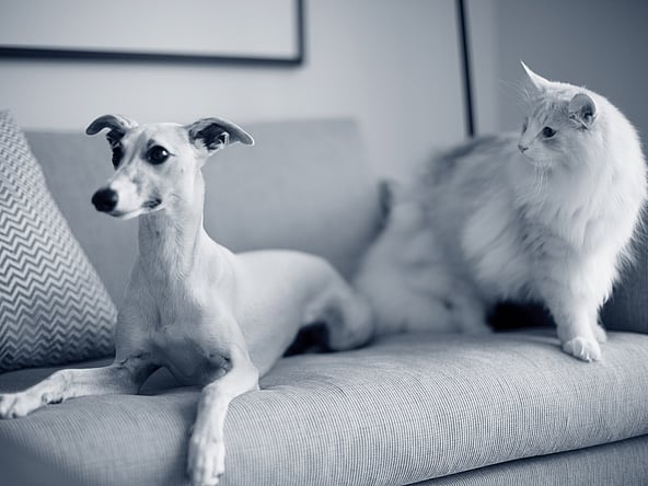 Een kat en een hond op een bank.