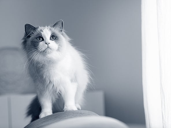 Een kat die zich op een stoel bevindt.