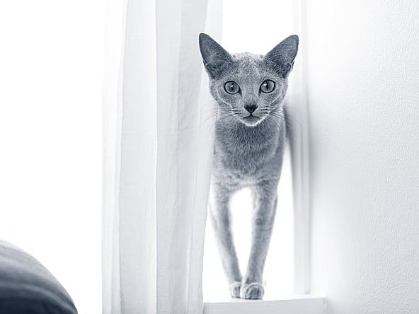 Een kat die zich op een vensterbank bevindt.