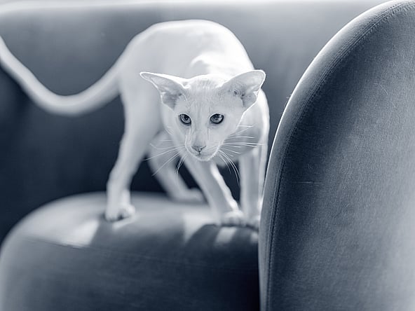 Een kat die op een bank loopt.