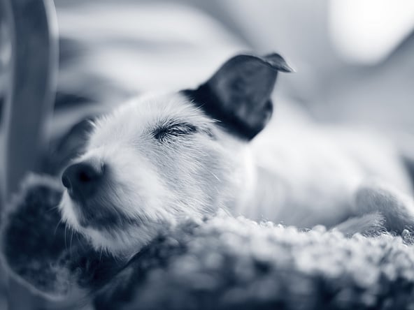 Een hond liggend op een deken.