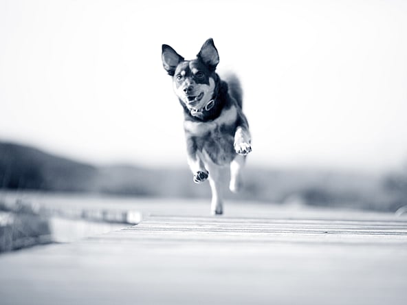Hond is aan het lopen