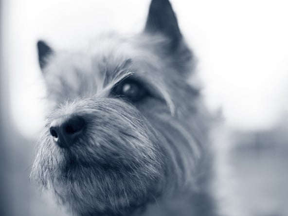 Een close-up van een hond.