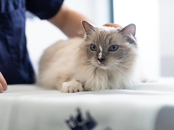 Een kat liggend op een tafel.