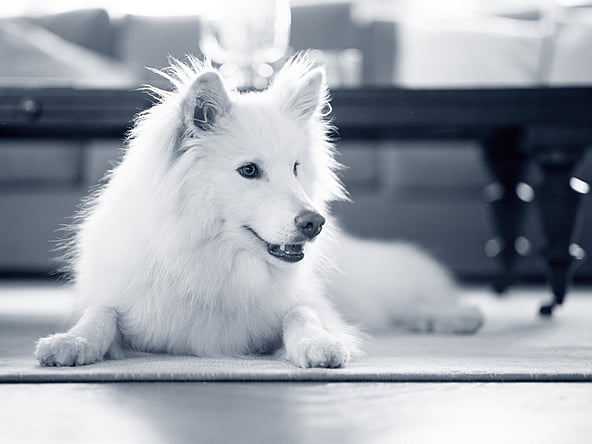 Een witte hond die op de vloer ligt.