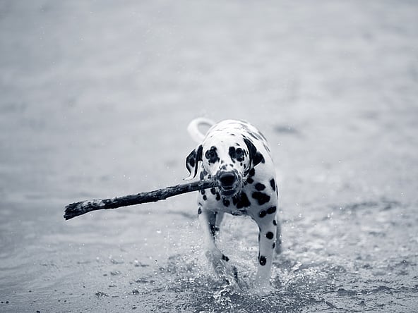 Een hond die door het water rent met een stok in zijn bek.