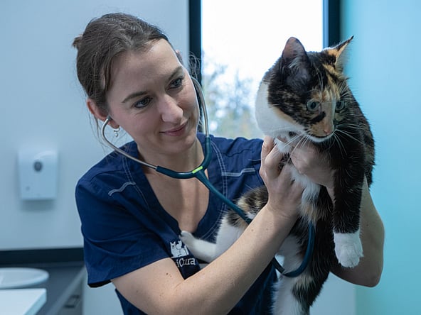 Een persoon die een kat vasthoudt met een stethoscoop om haar nek.