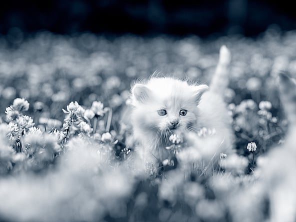 Een katje in een veld van bloemen.