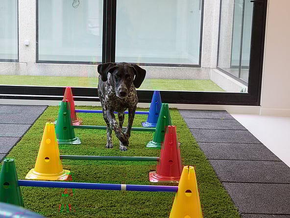 Un chien courant sur un champ vert avec des cônes colorés.