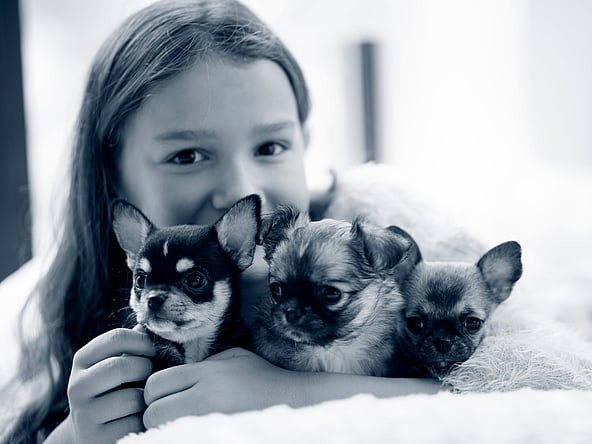 Een kind dat een groep puppy's vasthoudt.