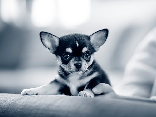 Een kleine hond op schoot.