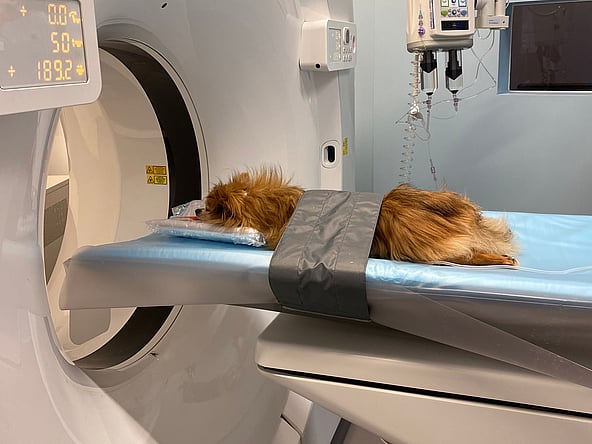 Een hond die op een medisch bed ligt.