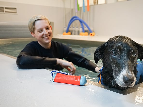 Een hond in een zwembad met een persoon.