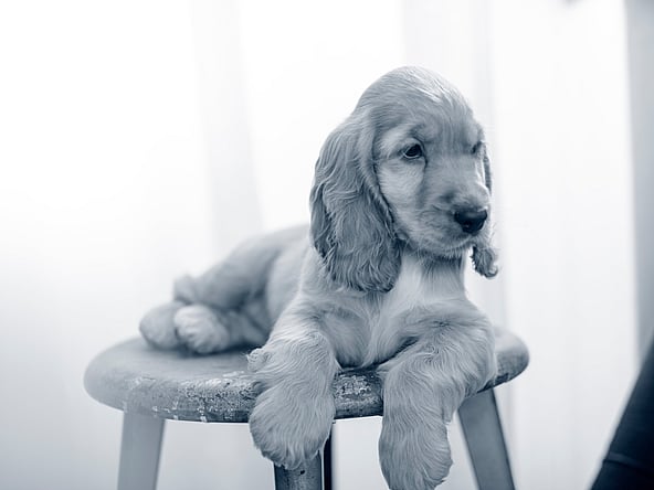 Een hond liggend op een kruk.