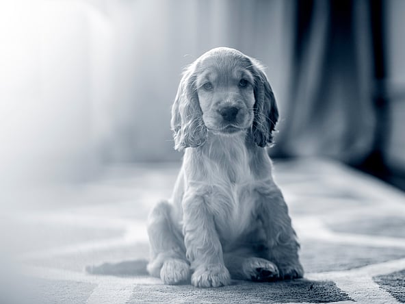 Een puppy zittend op een tapijt.