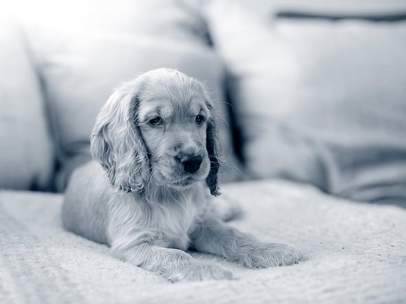 Een hond die op een bank ligt.