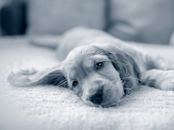 Een hond liggend op een deken.
