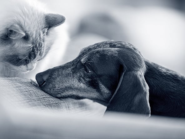 Een kat en een hond die op een bank liggen.
