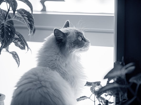 Een kat die uit een raam kijkt.