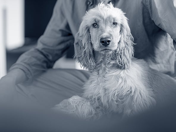 Een hond die op schoot zit.