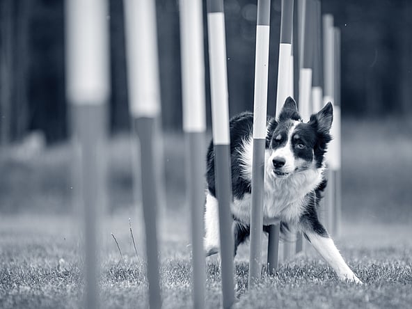 Een hond die door een hindernis rent.