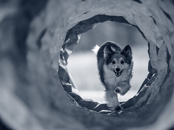 Een hond die door een tunnel rent.