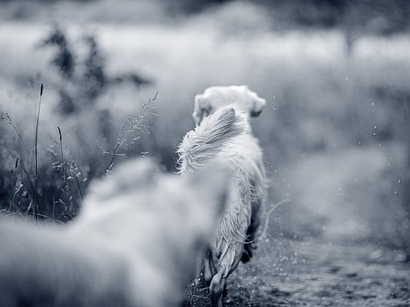 Hond loopt in het bos