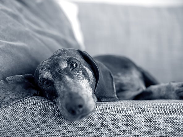 Een hond die op een bank ligt.