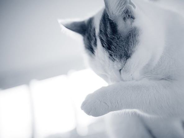 Een kat die zijn poot krabt.