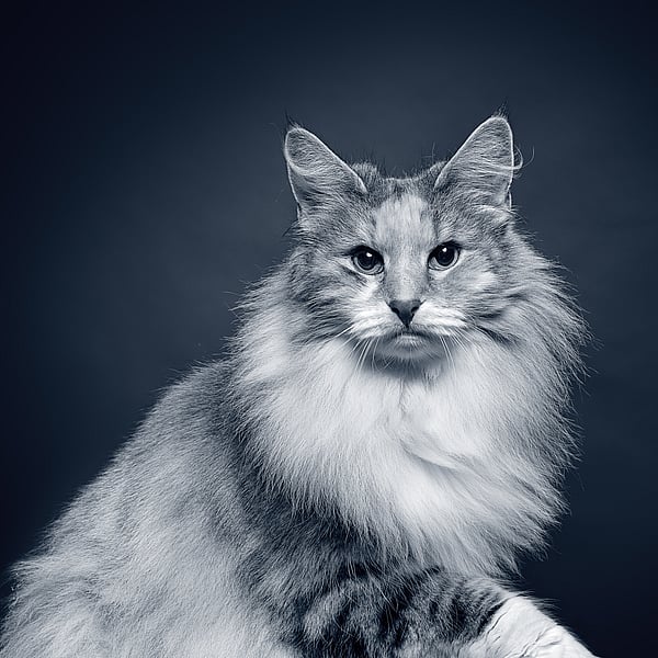 Een kat met pluizig haar.