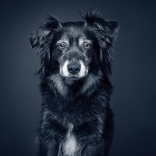 Een zwart-witfoto van een hond.