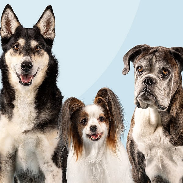Un groupe de chiens assis ensemble.