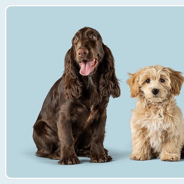 Een bruine hond en een witte hond.