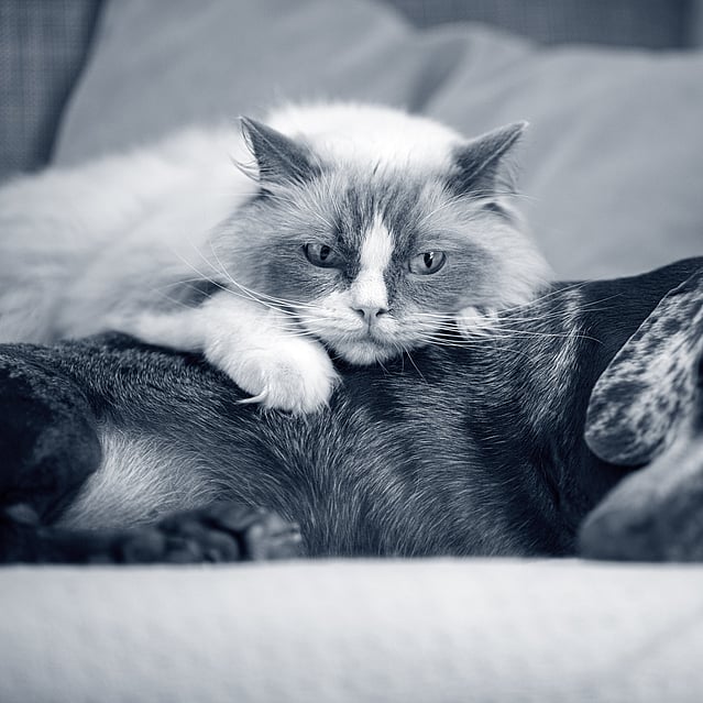 Cat resting on dog