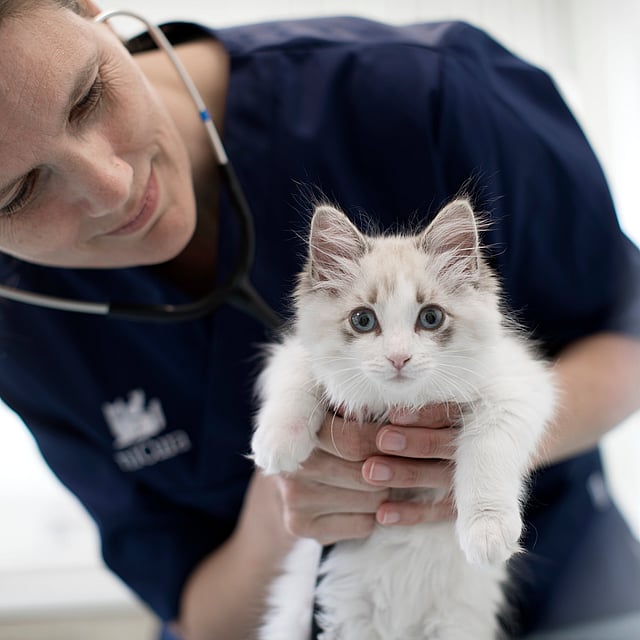 Een persoon die een kitten vasthoudt.
