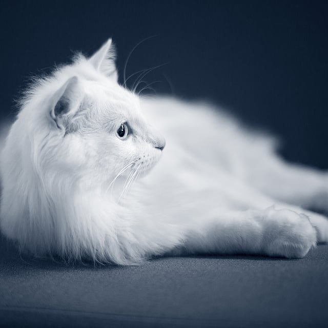 Een witte kat die op de vloer ligt.