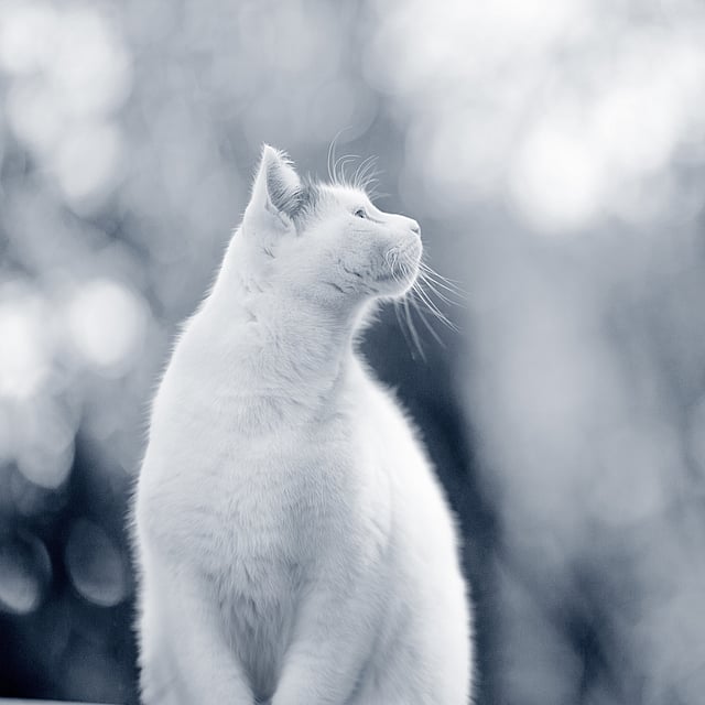 Kat kijkt de lucht in