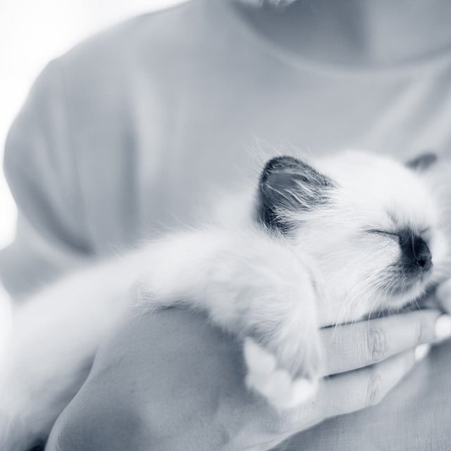 Een persoon die een kitten vasthoudt.