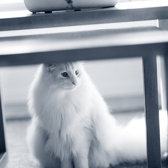Een kat die onder een tafel zit.