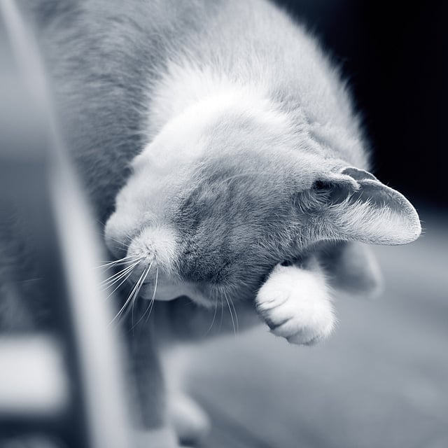 Een kat met zijn poot op zijn gezicht.